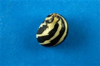 藏品(蜑螺)的圖片